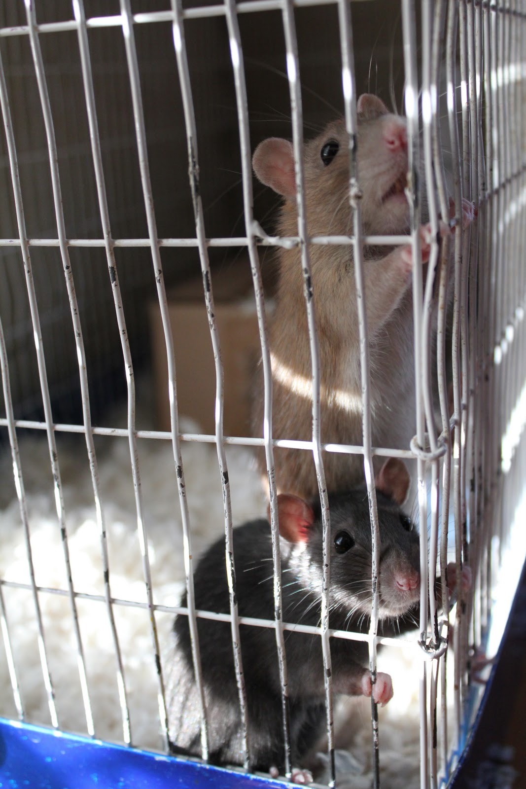 Good Rodents vs. Bad Rodents • Motherhood and More