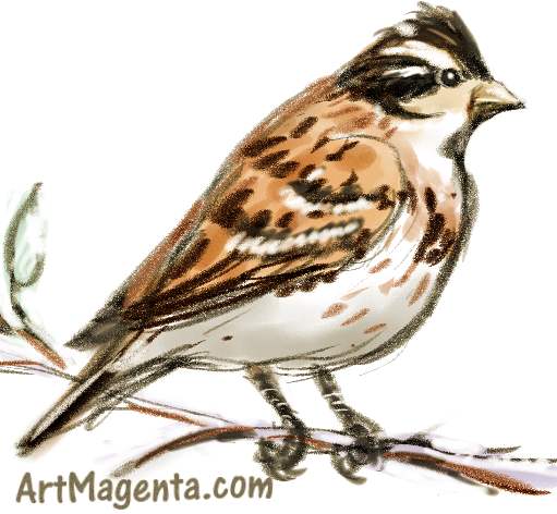 Rustic Bunting is a bird drawing by artist and illustrator Artmagenta