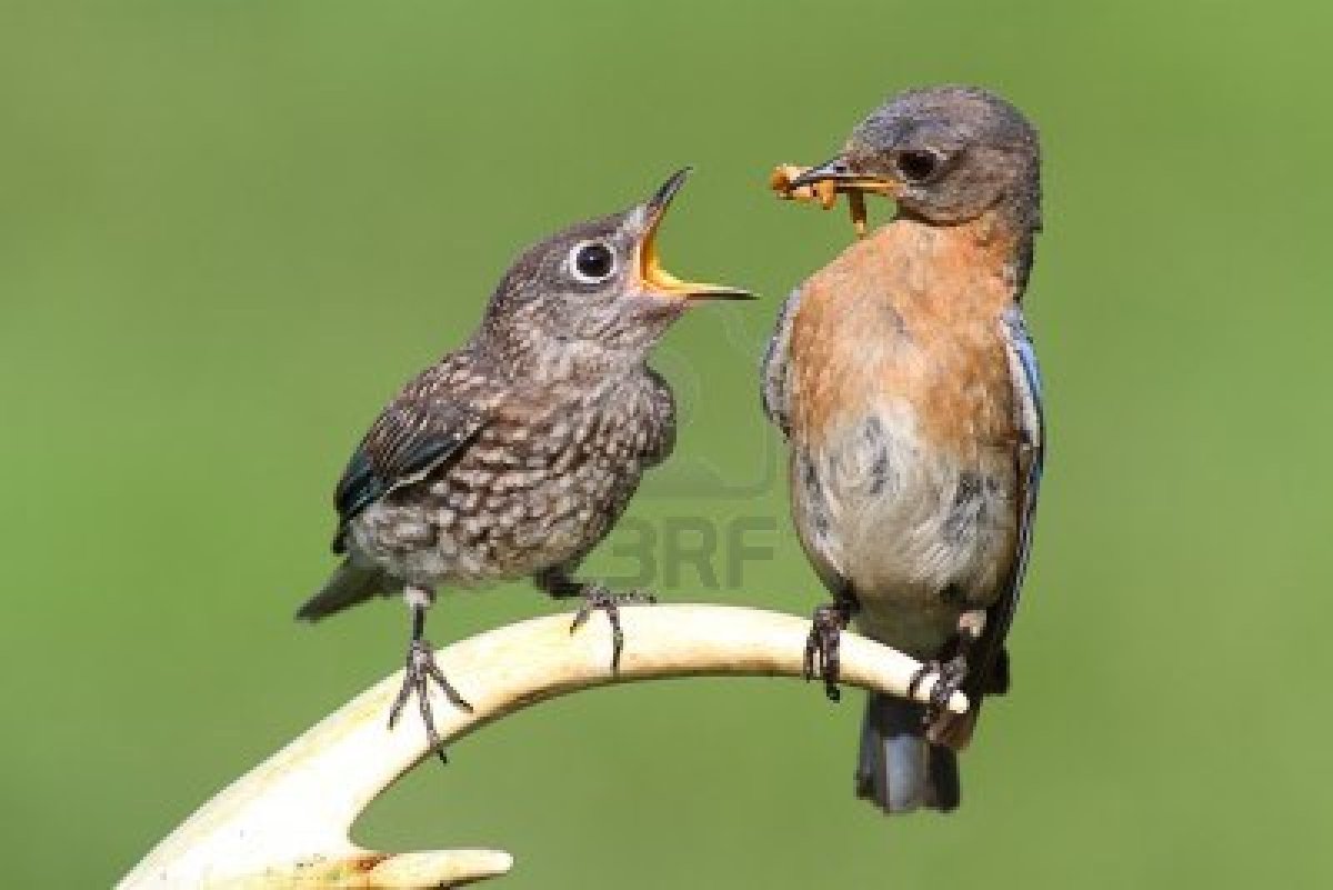 birds feeding babies pattazhy birds feeding babies pattazhy