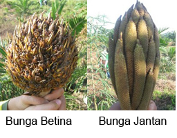 Rina S Blog Bunga Kelapa Sawit