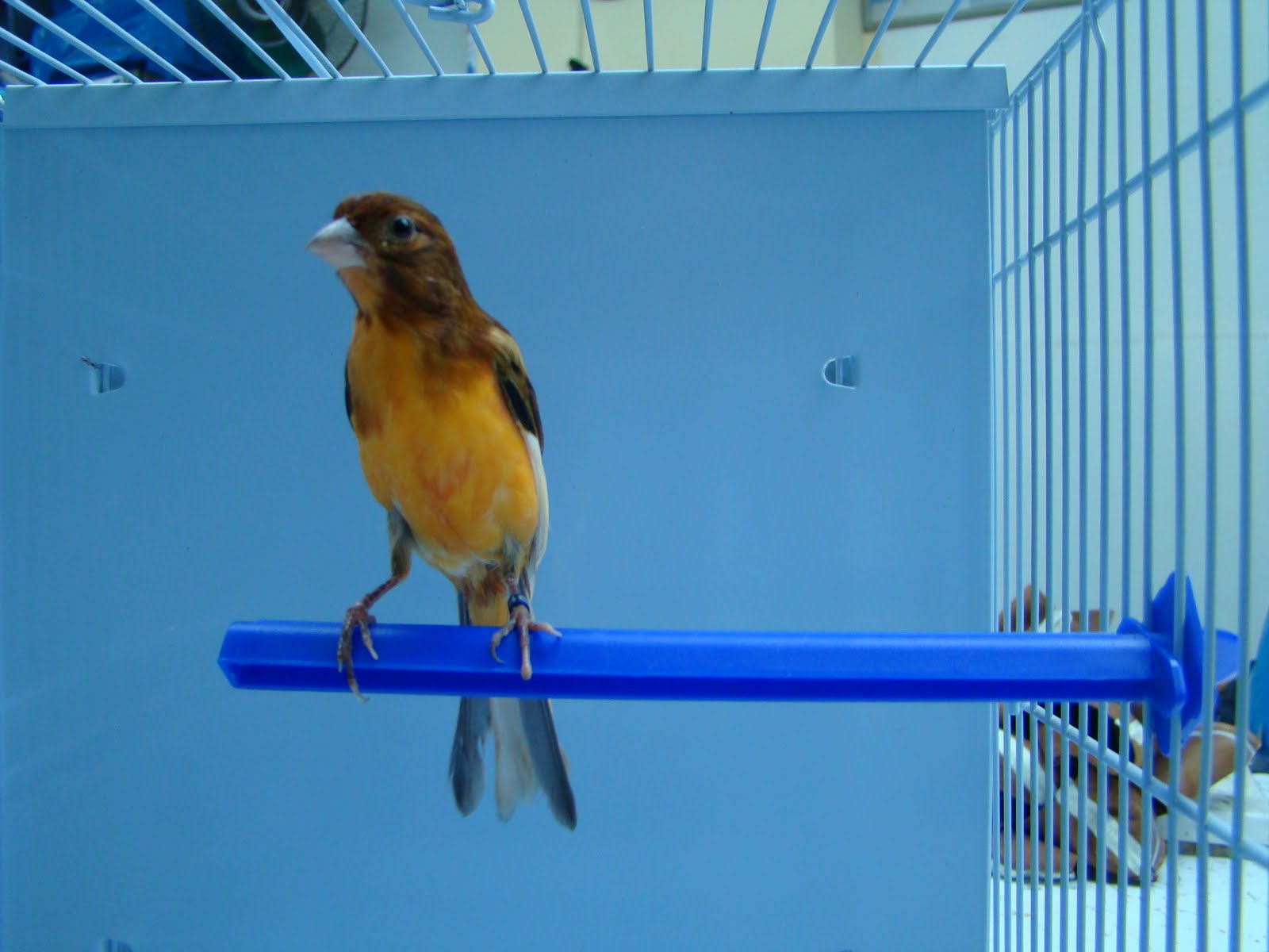 japanese hoso canary