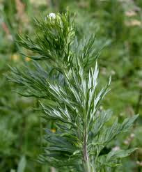 Artemisa común (Artemisia vulgaris L.):