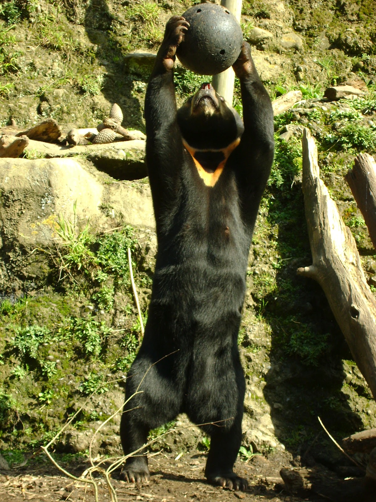 The school cave: SEAN AND SASA (malayan sun bears)