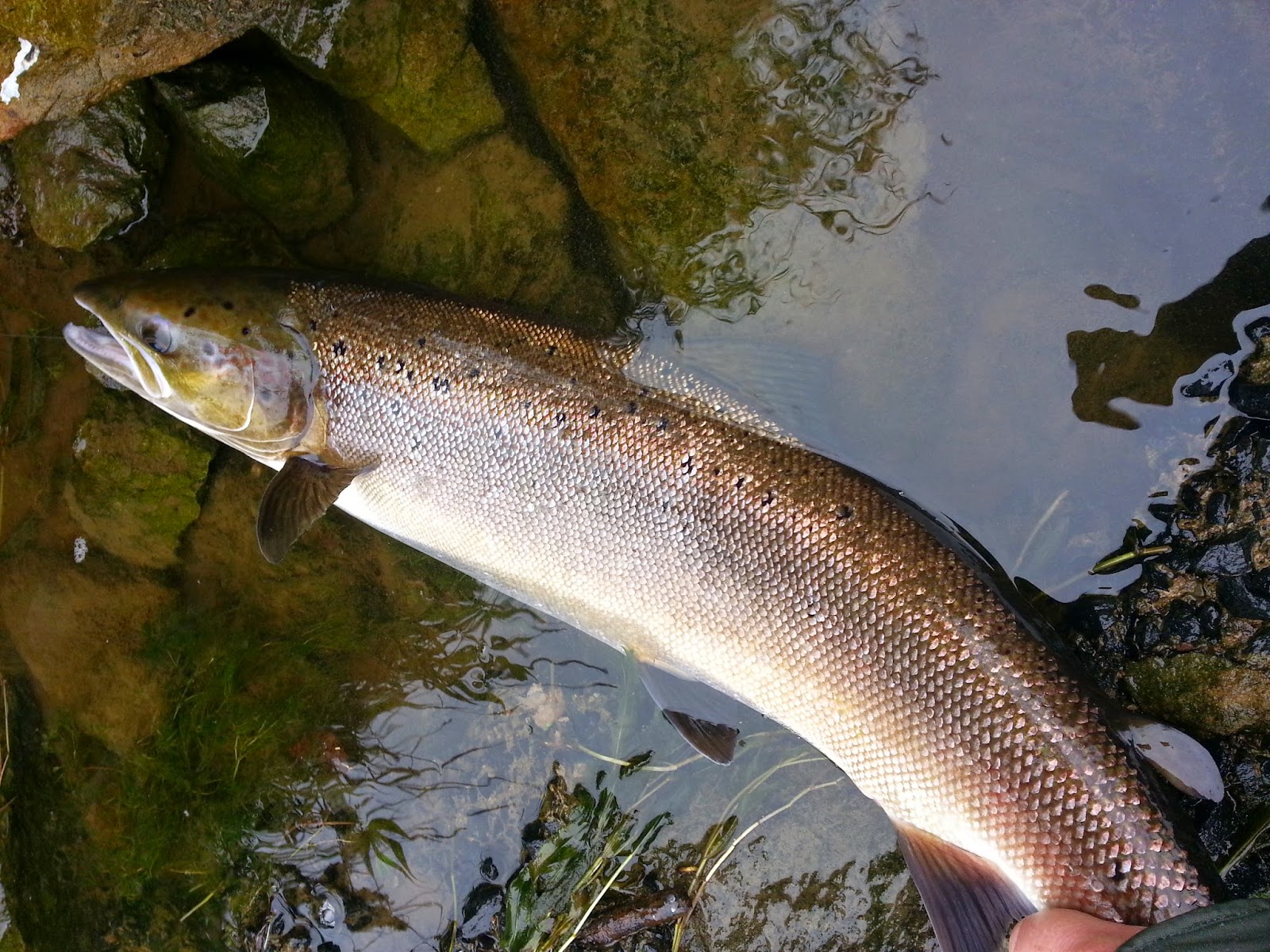 Salmon Fly Where To Fish For Atlantic Salmon On The River Tweed Tay