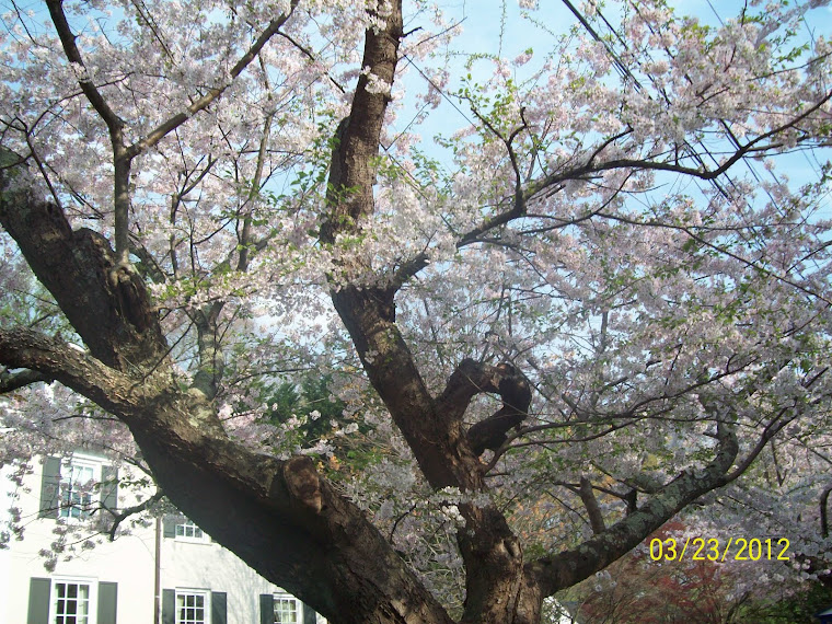 Cherry Blossom Tree