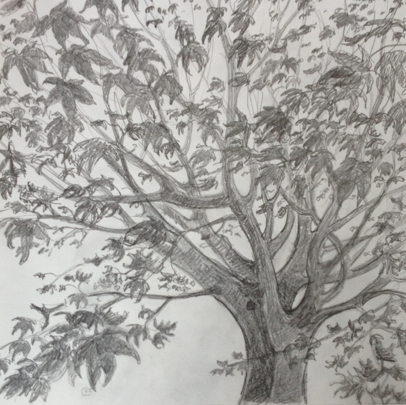 KIM RHONEY: Original Oil of Japanese Maple Trees