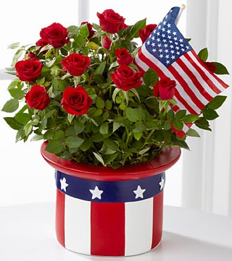 American Pride Mini Rose