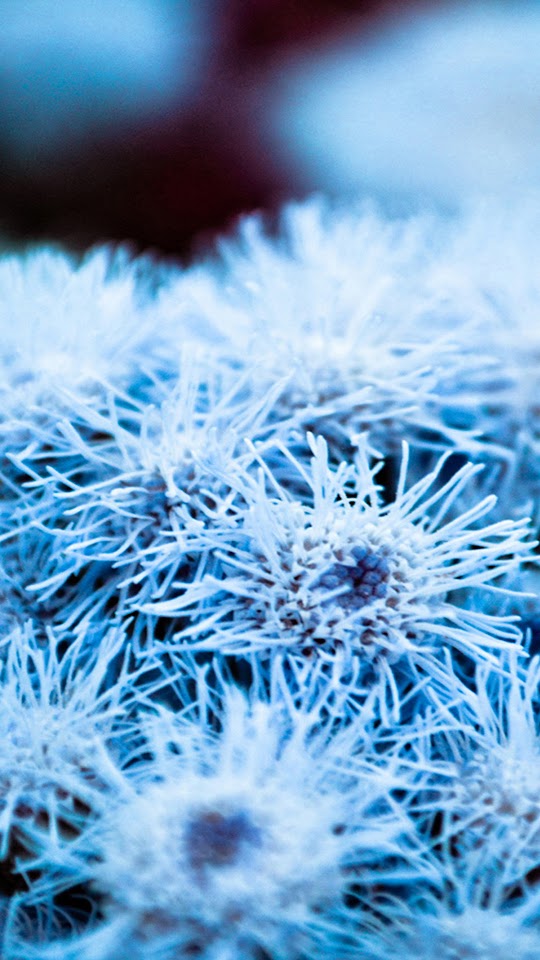 Snow Ice Flowers Macro Android Wallpaper