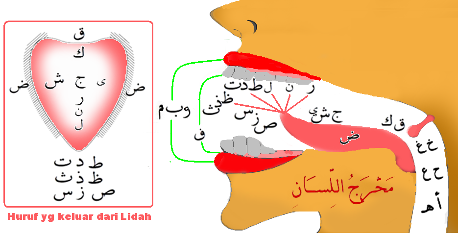 Belajar membaca makhroj huruf hijaiyah