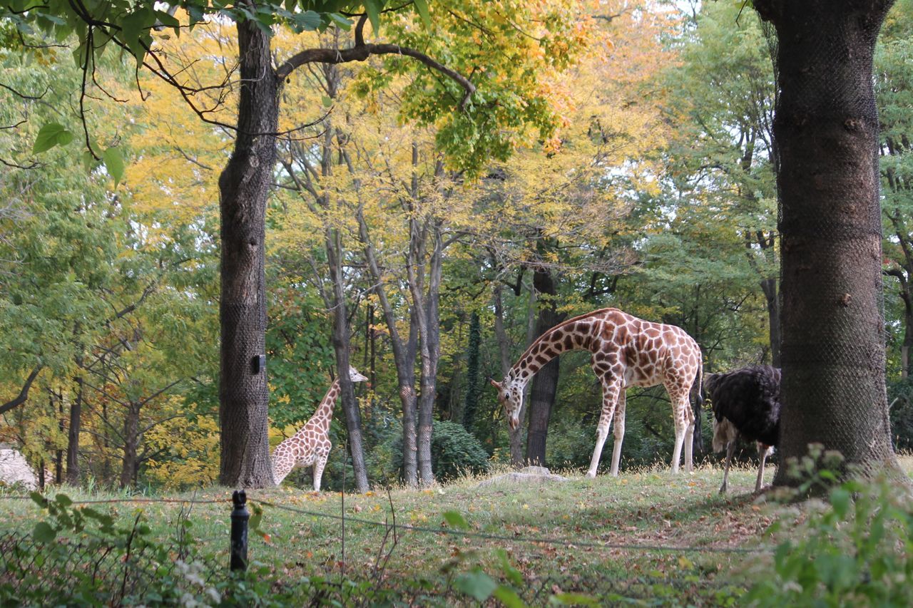 At the Bronx Zoo in a New York Autumn