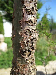 Bark Yatsubusa Chinese elm