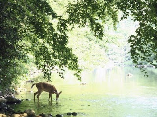 john-dominis-lone-white-tailed-deer-drinking-water-from-banks-of-cheat-river.jpg