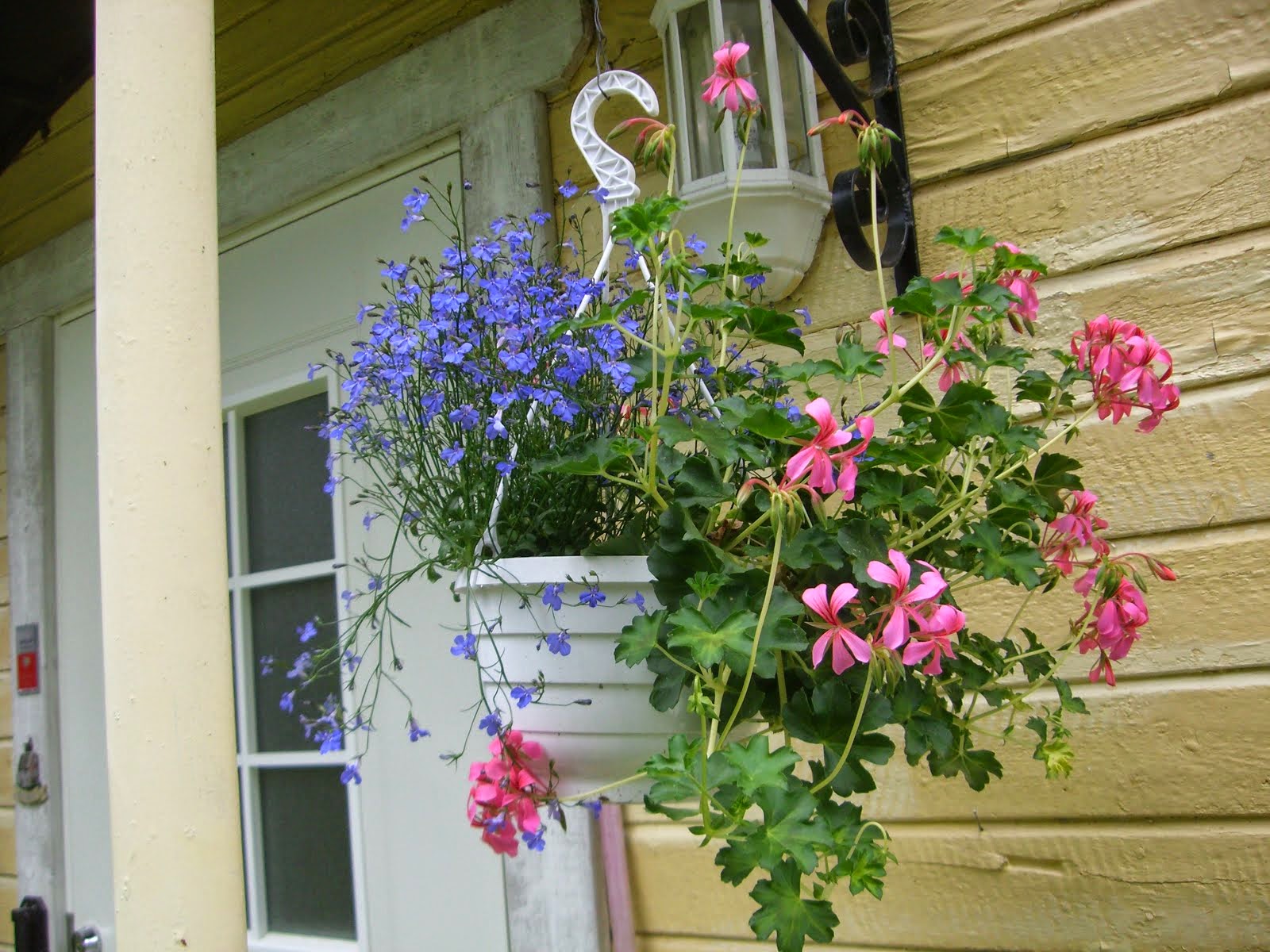 Tänä vuonna Heikki Sampon pelargoniamppeli on näin hempeä