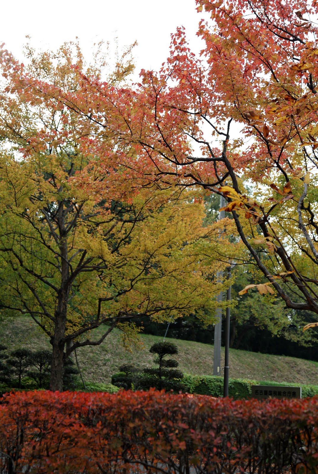 富貴蘭の栽培記 名古屋城外堀の秋