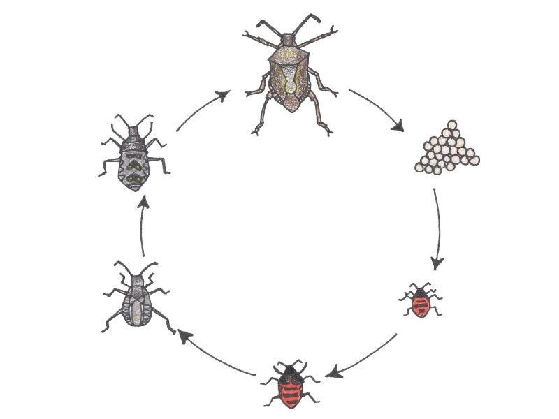 bed bug life cycle time
