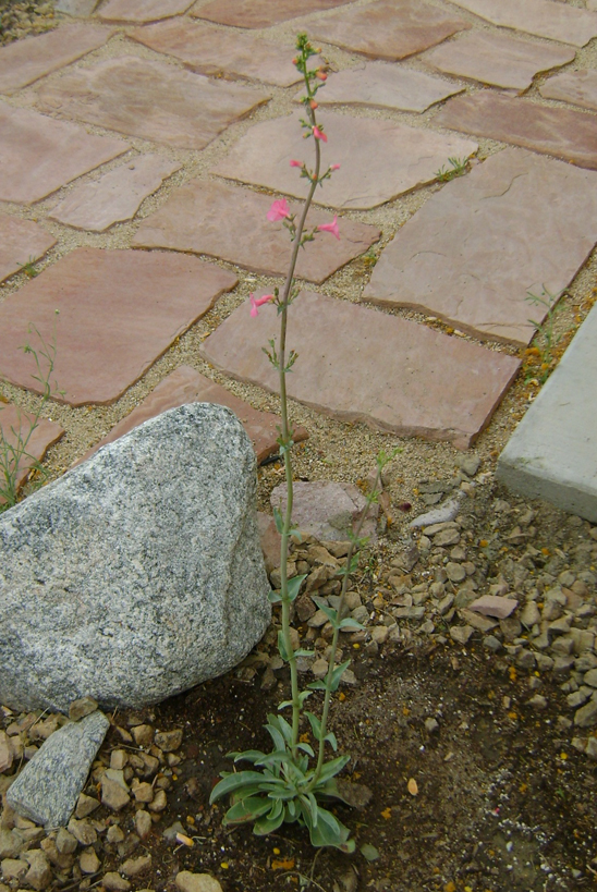 Barefoot Swan Plant it and they will come.