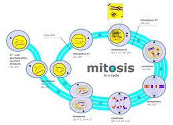 Genetic Engineering Info Biology Diagrams