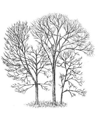 form trees