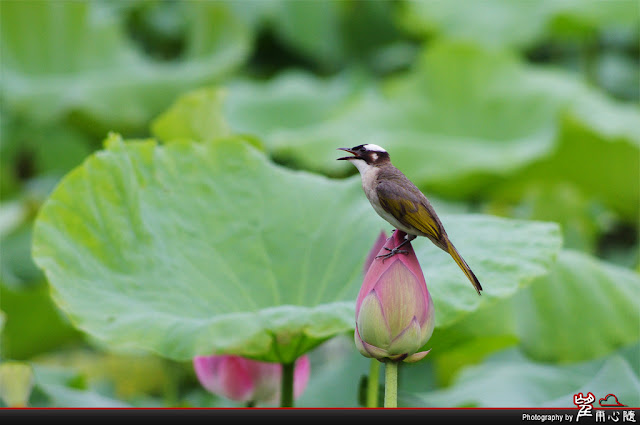 台北植物園旅遊攝影紀錄