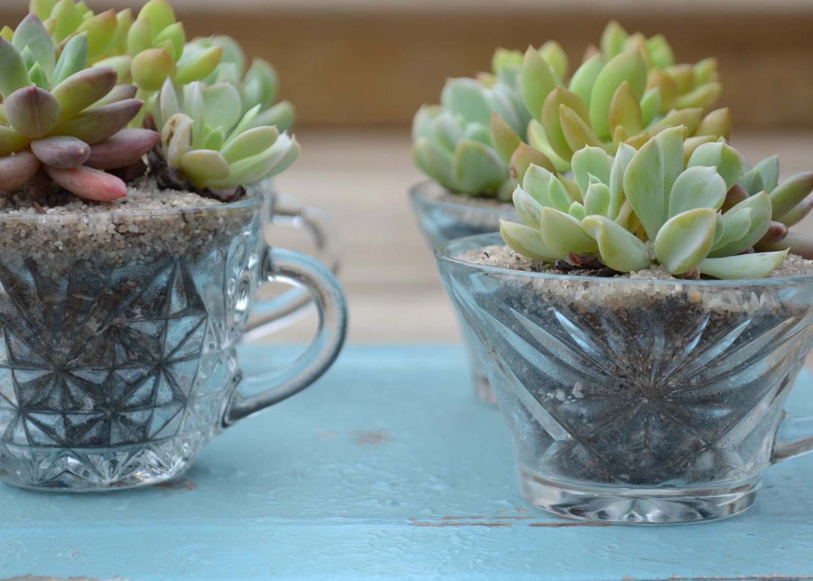 The Domestic Doozie Teacup Succulent Gifts
