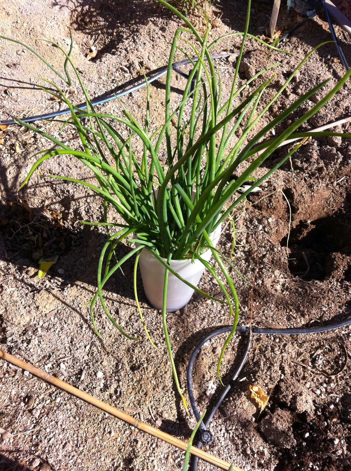 Desert Organic Farming Onions Thinning out the Old, Spreading out the New