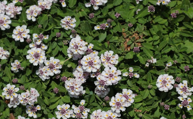 Phyla Canescens Flowers Pictures