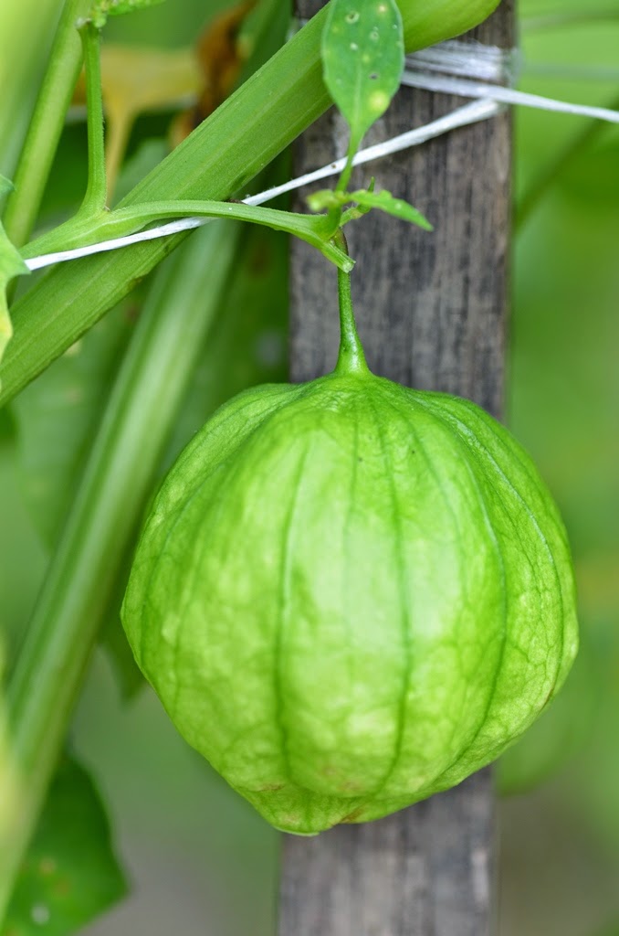 Harmony Valley Farm Featured Vegetable this Week Tomatillos