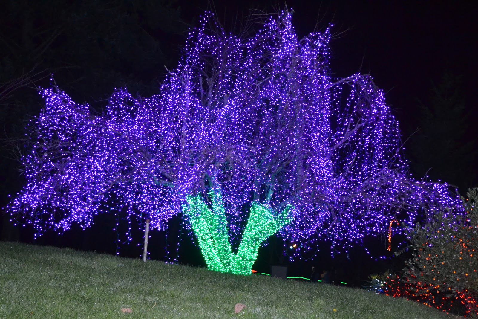 The Outlaw Gardener On the ninth day of Christmas, Zoo Lights the