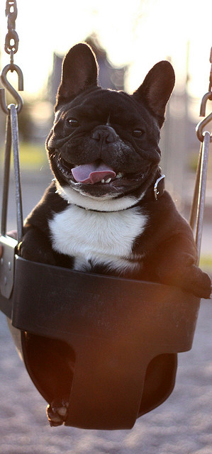 Cute Swinging Dogs