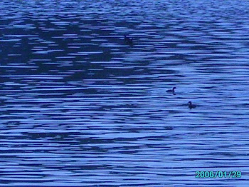 Small Ducks on the Lakes of Xalapa