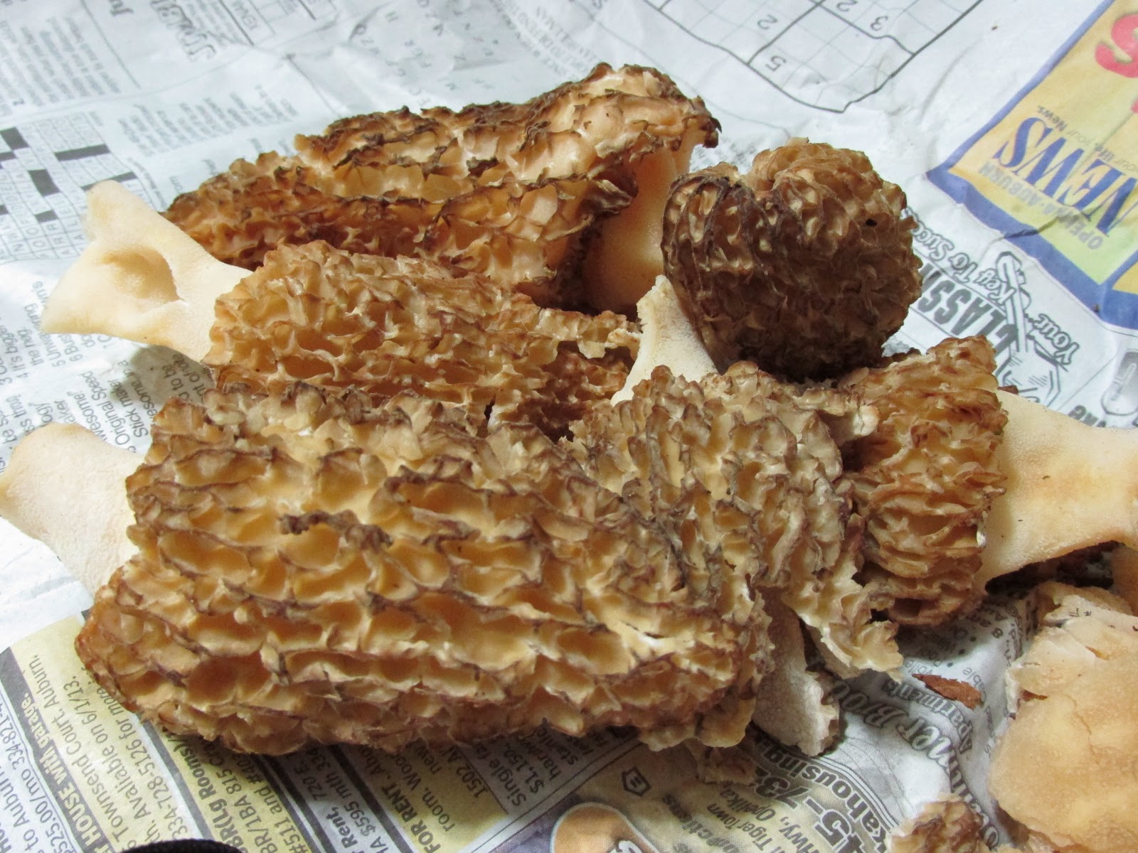 Beer, Banjos, Boats, and Biology Morels Do Exist Near Auburn Alabama!