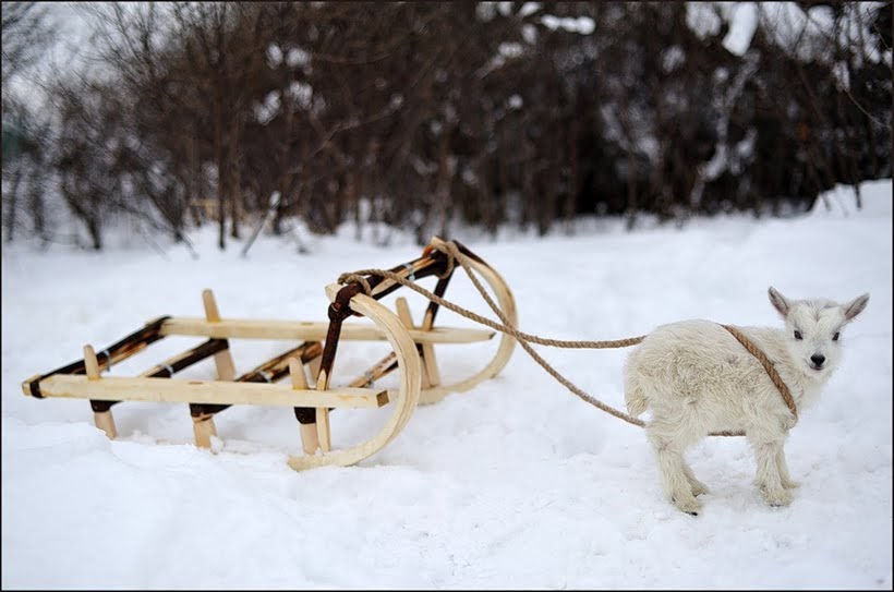 Baby Goat in Snow with Sled Content in a Cottage