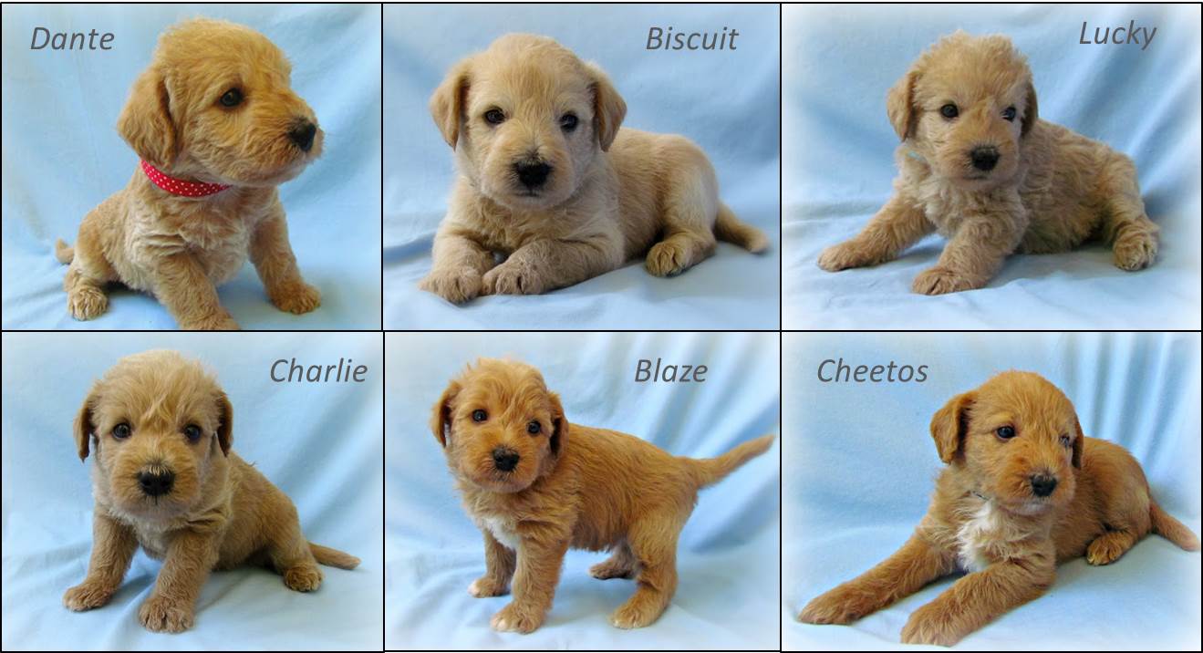 puppies that don t grow for sale picture of 7 week schnoodle breeds picture puppies that don t grow for sale picture of 7 week schnoodle breeds picture