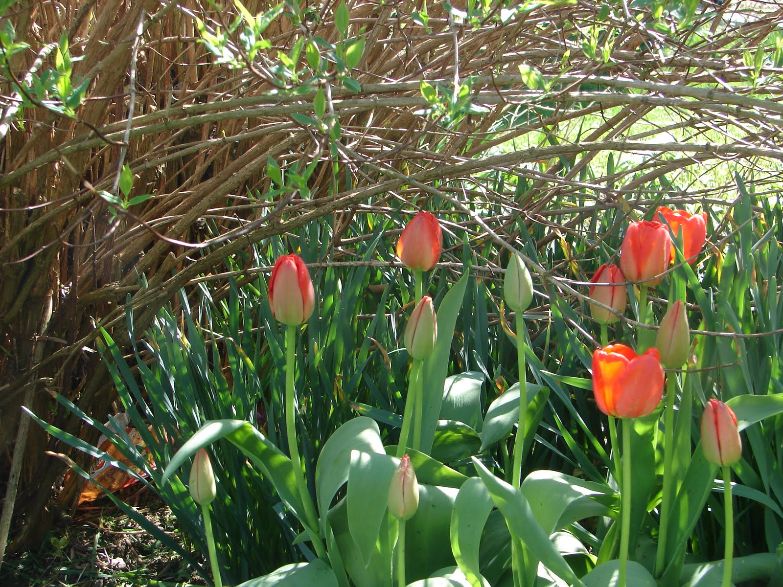 Tulips+4-28-11+002.jpg