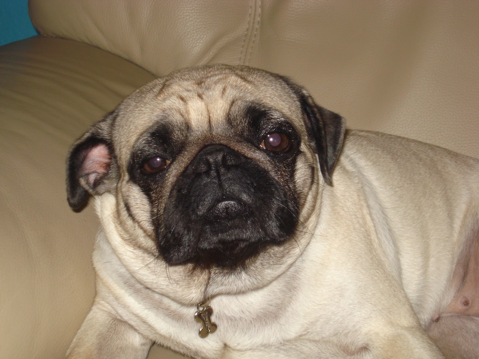 mops pug rescue pics of baby pugs pets world mops pug rescue pics of baby pugs pets world