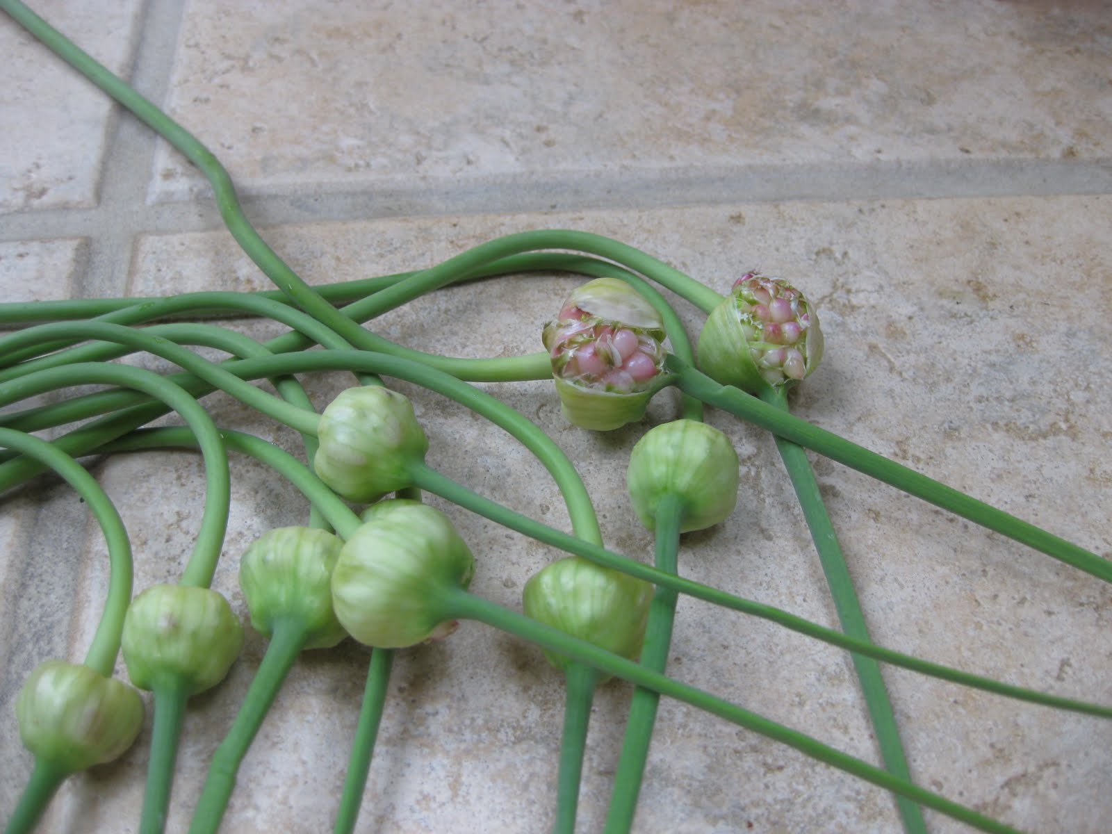 Roof and Floor The Beginning of Bounty, and Scapes