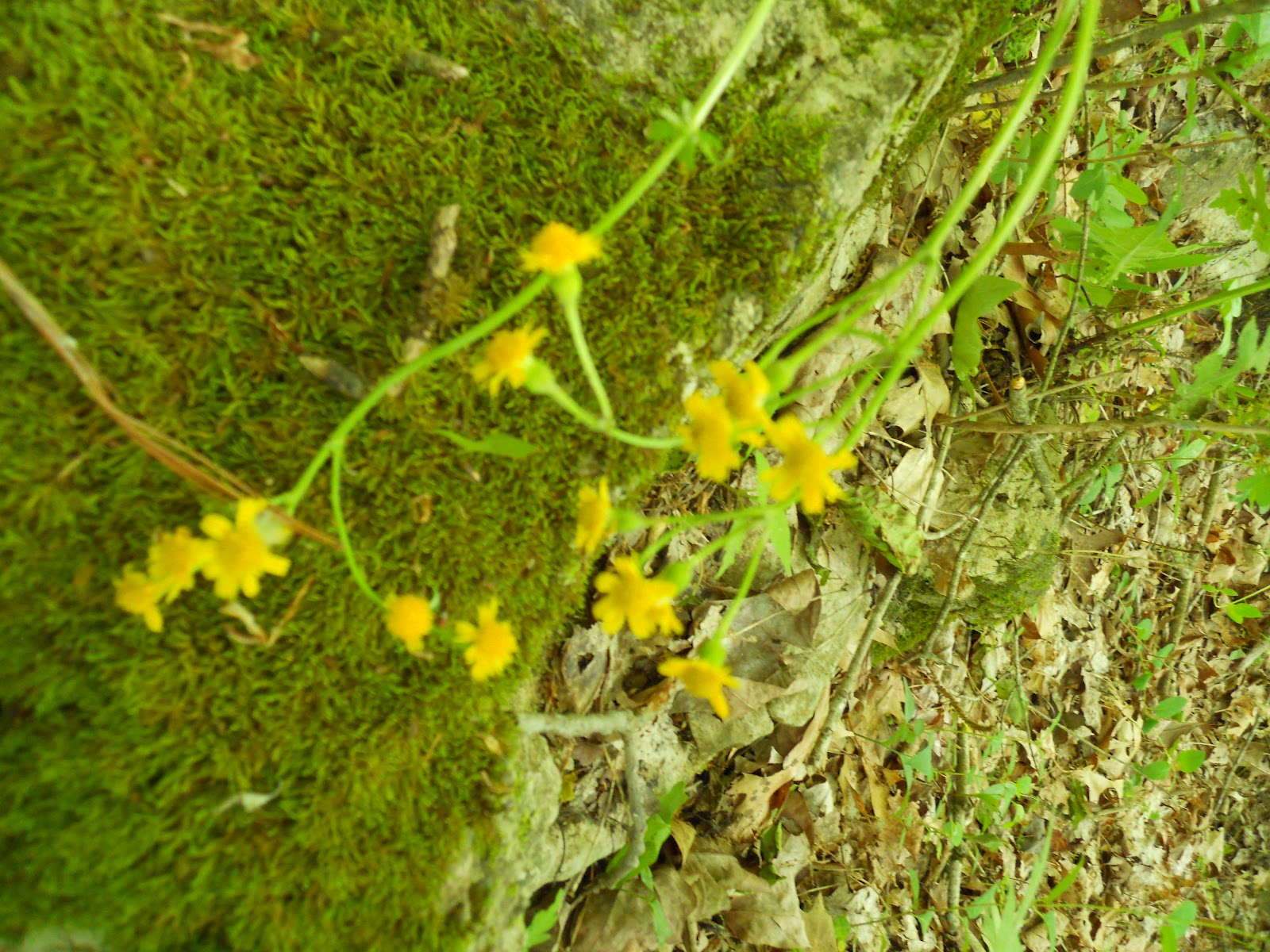 Go on the Cheap Flowers of Oak Ridge Reservation