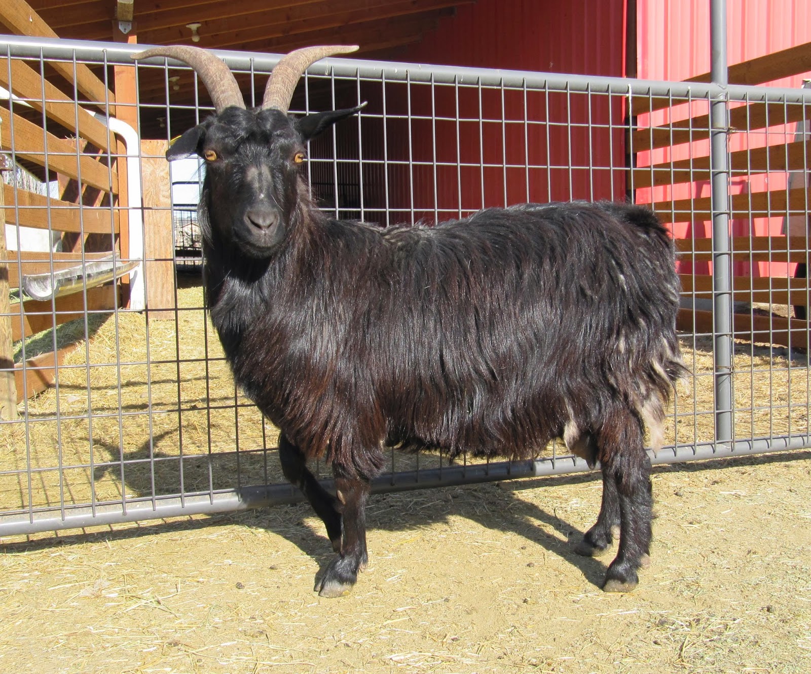 LIBERTY FARM CASHMERE GOATS CASHMERE GOATS FOR SALE