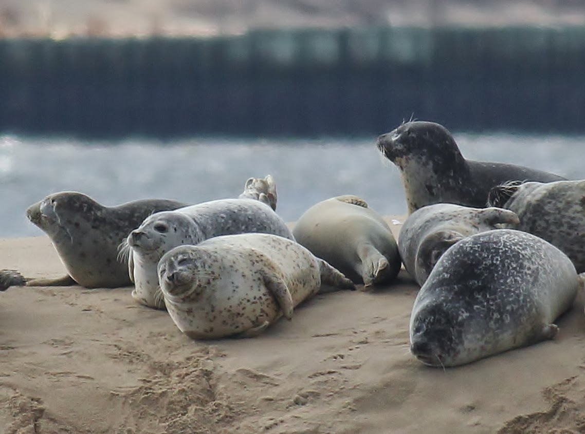 Give the Seals Some Space this Winter! Nature on the Edge of New York