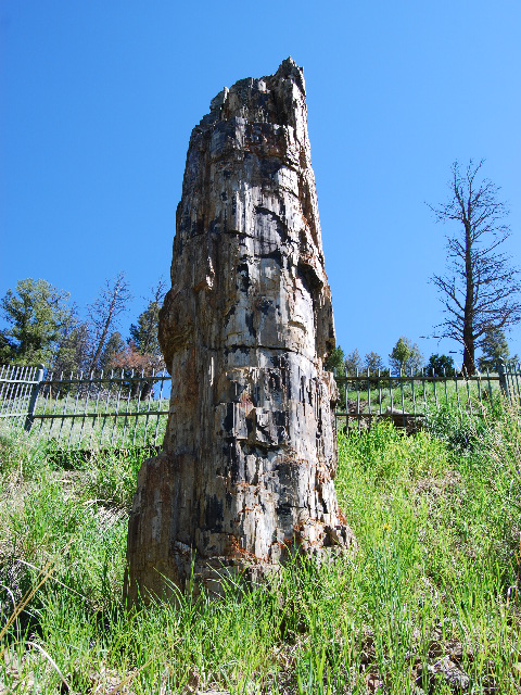 Petrified Tree Yellowstone