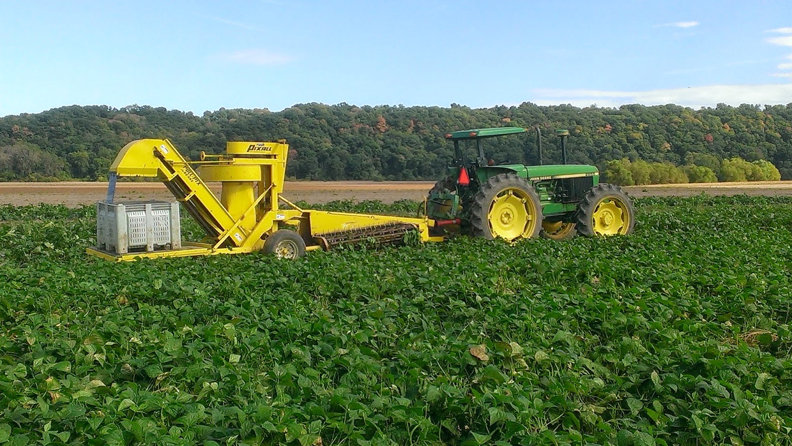 Observations in Agriculture Green Bean Harvest