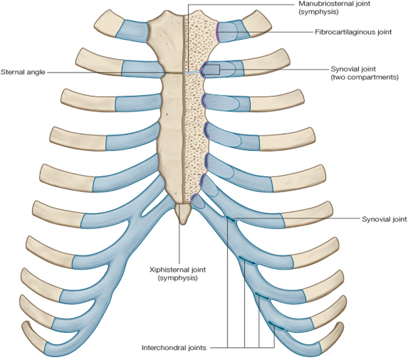 Docs Network Regional anatomy of thorax