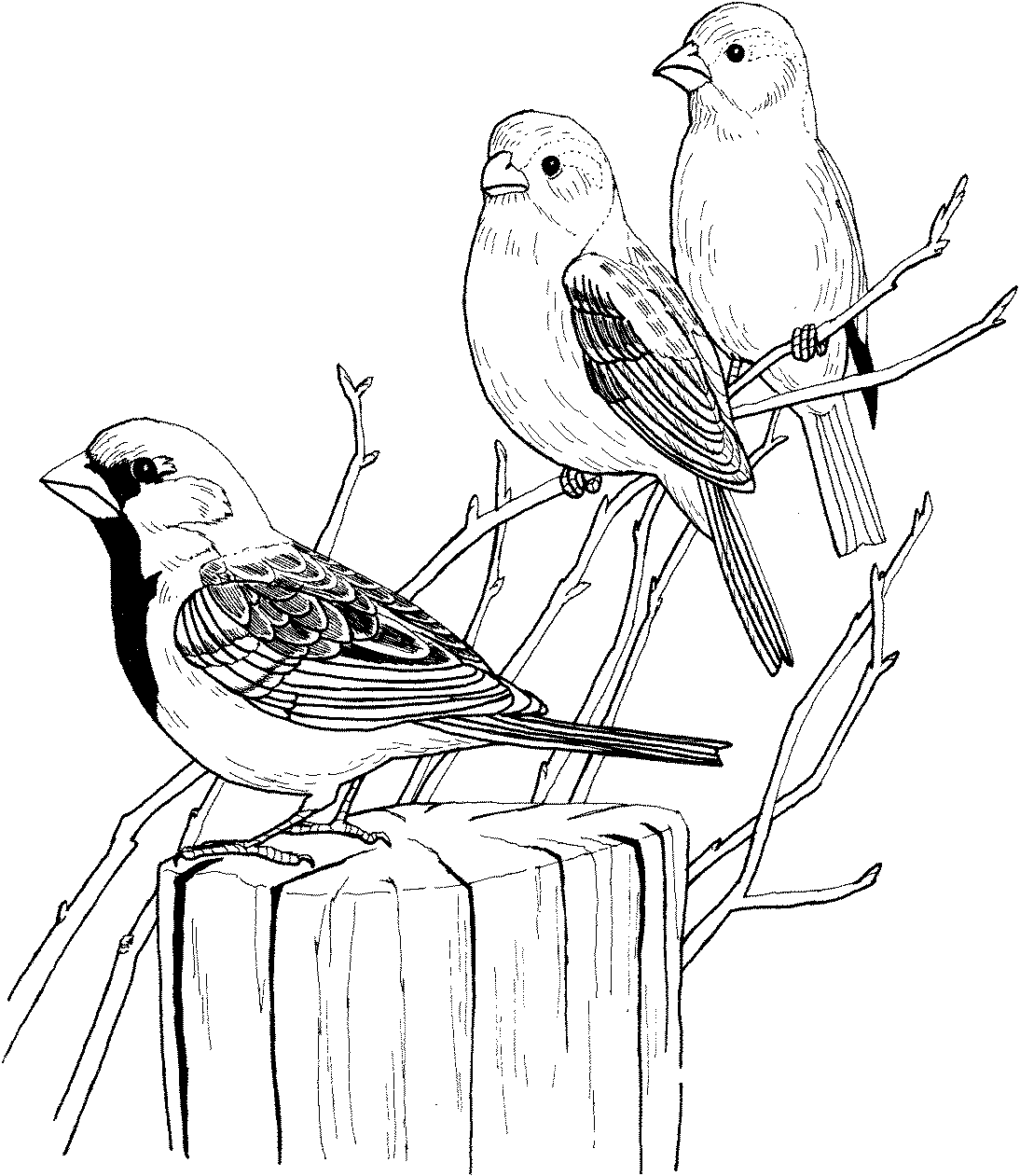 Line Art Birds : Desenhos para colorir passaros