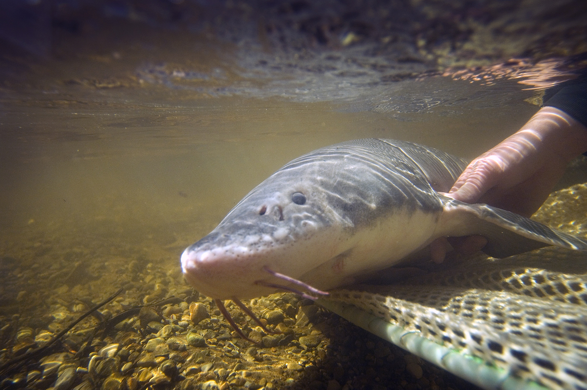Michigan DNR Saving sturgeon the ‘megafauna’ of Michigan’s fish