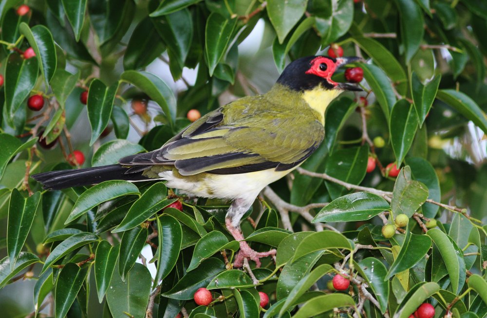 tyto tony Koel fights to fend off Figbirds