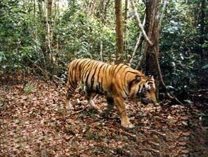Tapanuli Selatan Dalam Angka: Harimau, Orang Utan dan ...