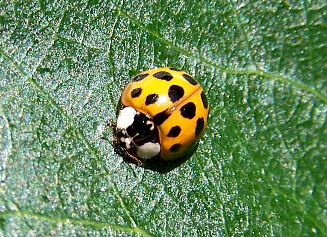 Can Yellow Ladybugs Bite
