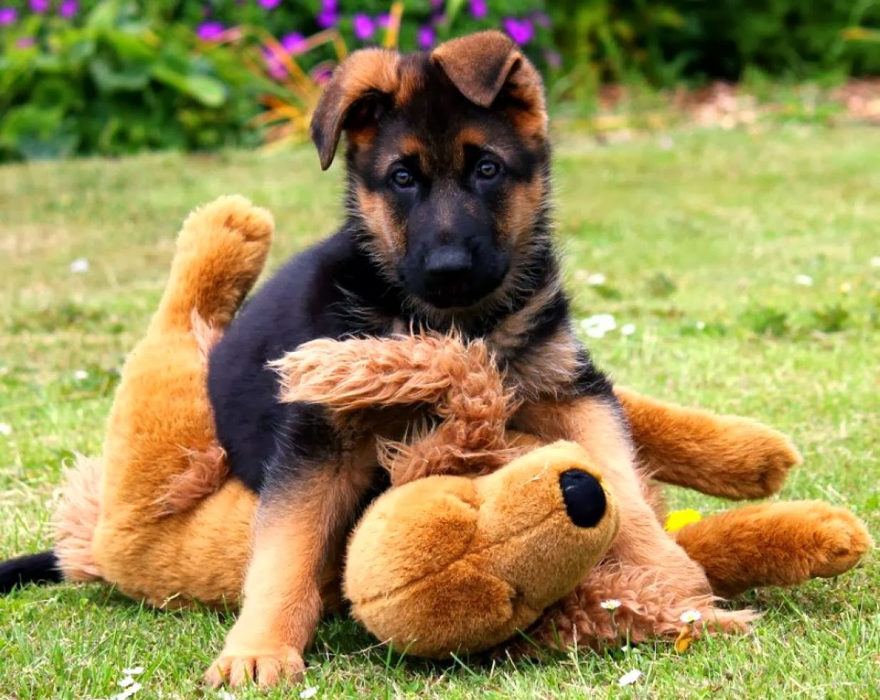 صور كلاب الجيرمن شيبرد خلفيات كلاب الراعي الألماني