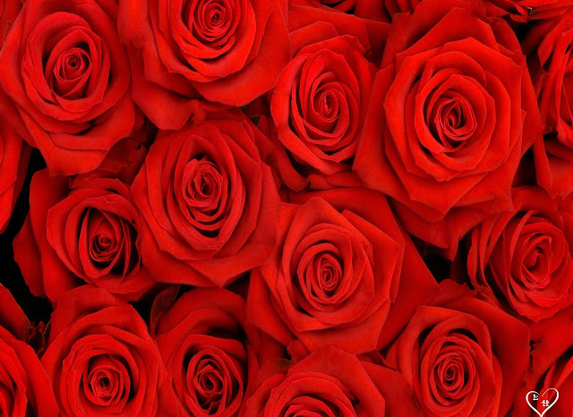 Beautiful Roses