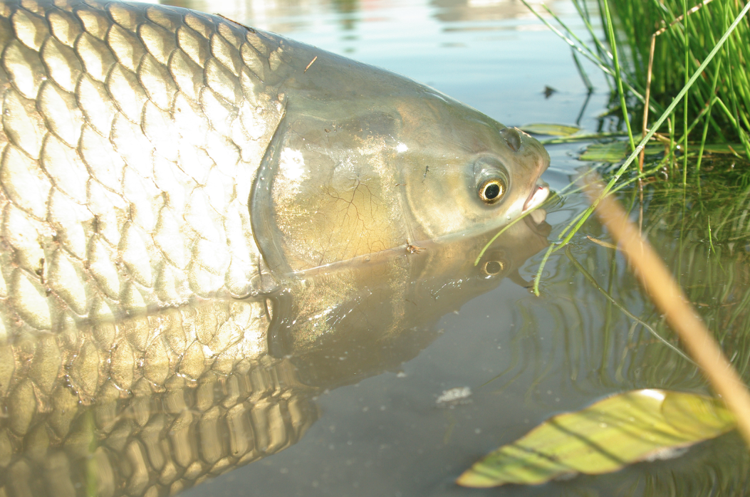 Currents Grass Carp on the Fly